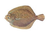 Rodaballo